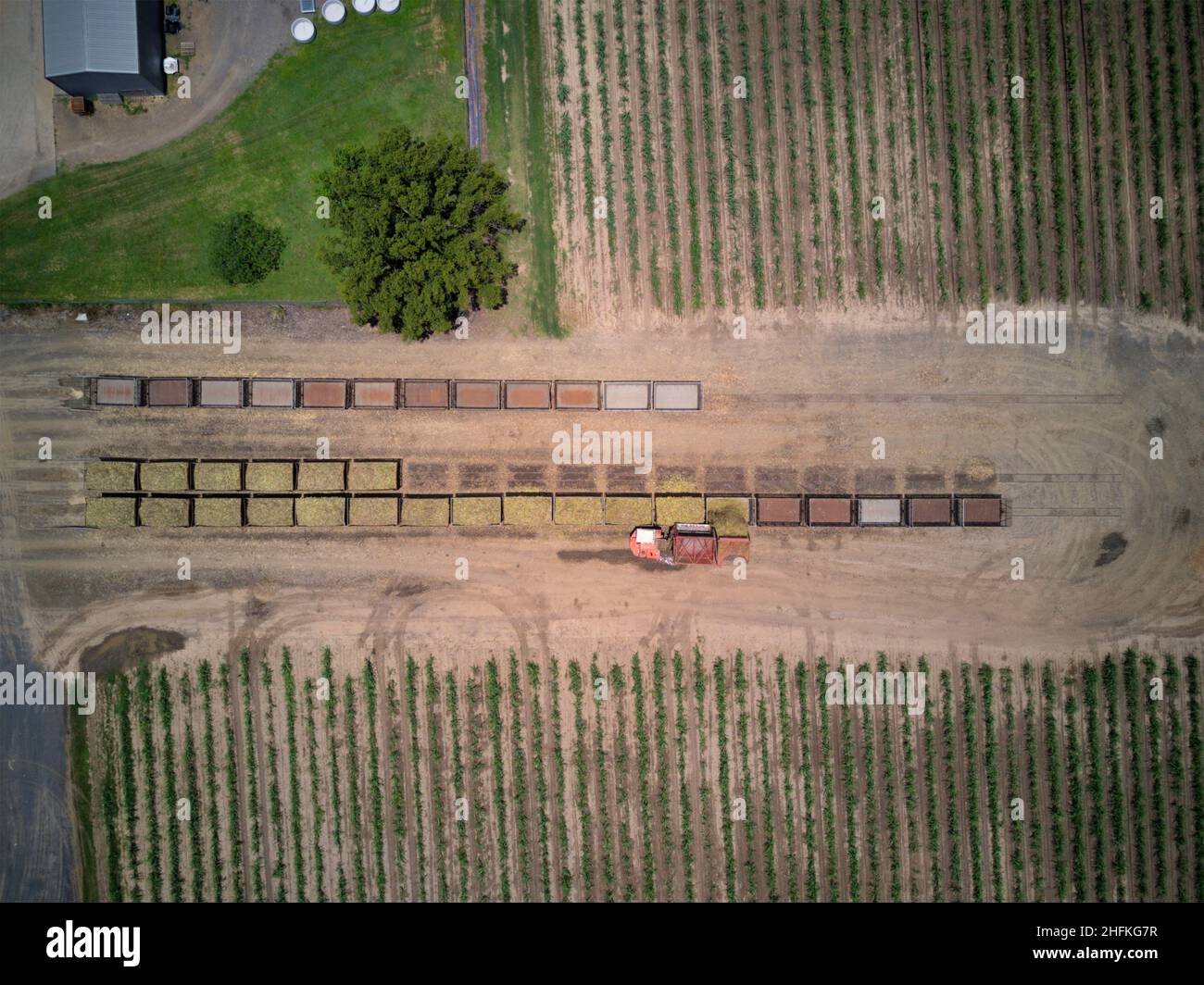 Aerial of haul out driver delivering sugar cane to bins ready for transport to Isis Central Sugar Mill Queensland Australia Stock Photo