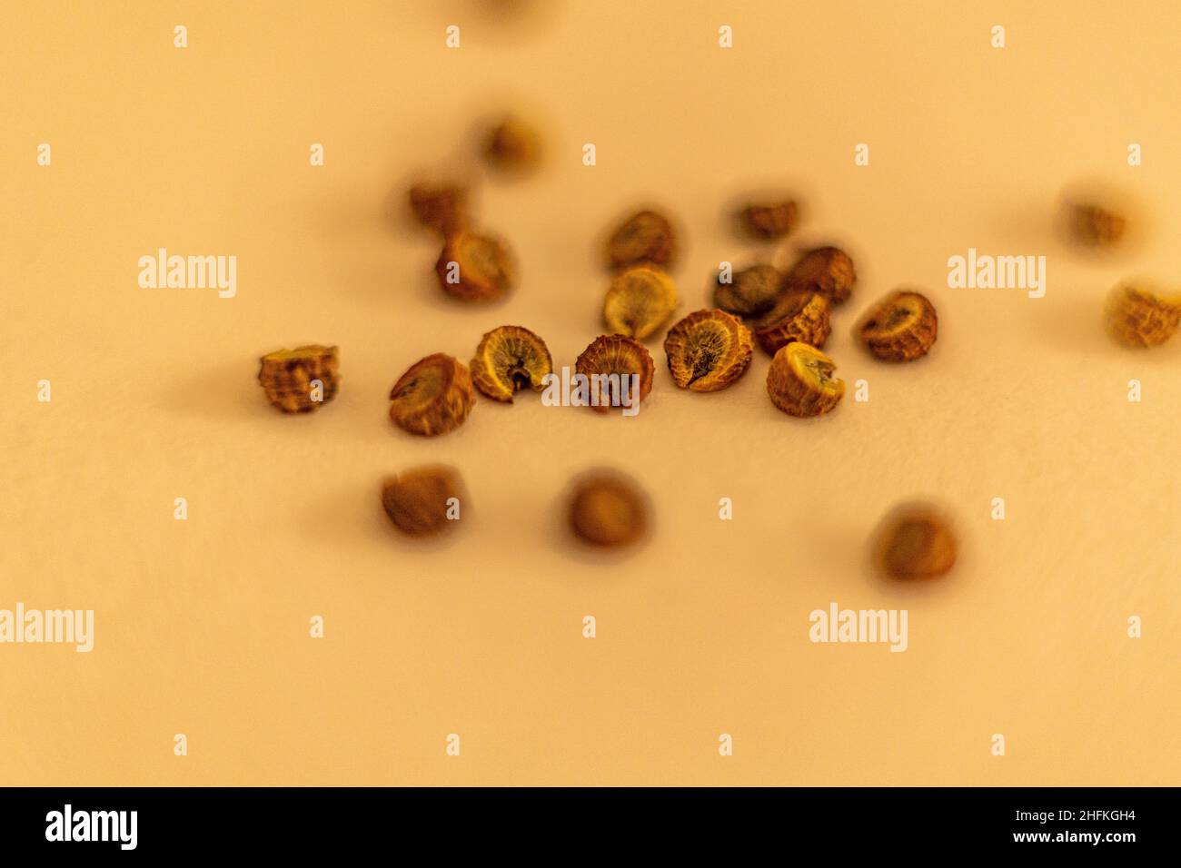 Malva sylvestris var. mauritiana 'Zebrina' seeds close up Stock Photo