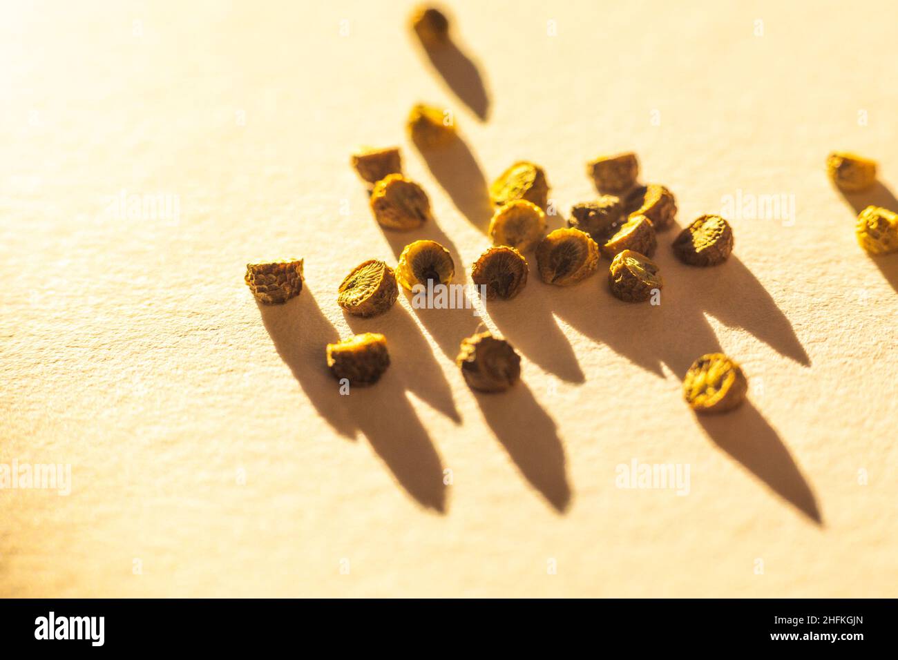 Malva sylvestris var. mauritiana 'Zebrina' seeds close up Stock Photo