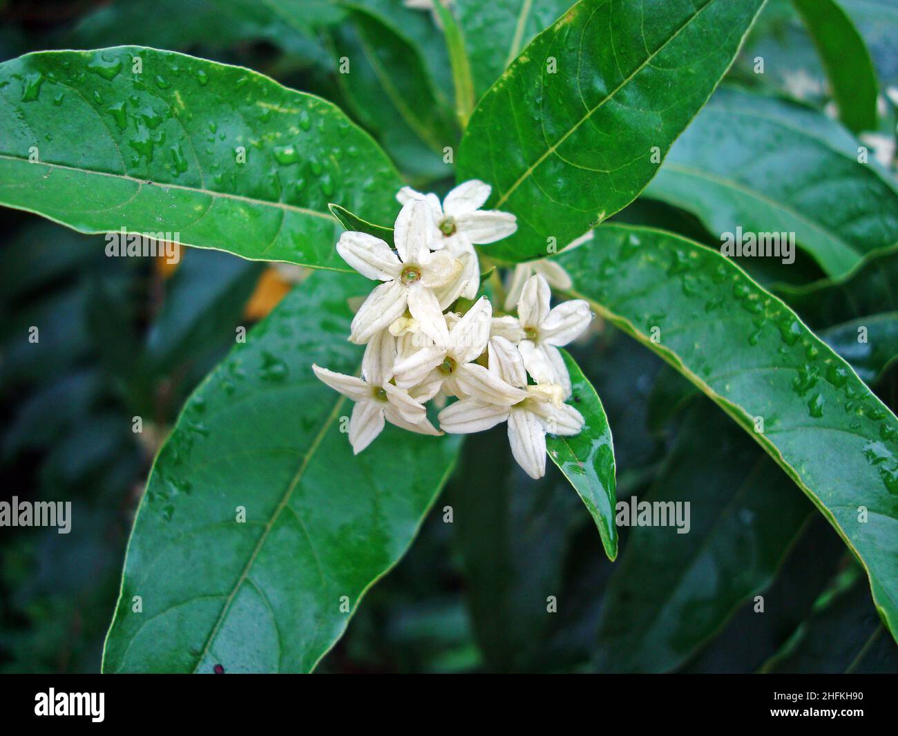 Tropical white flowers hi-res stock photography and images - Alamy