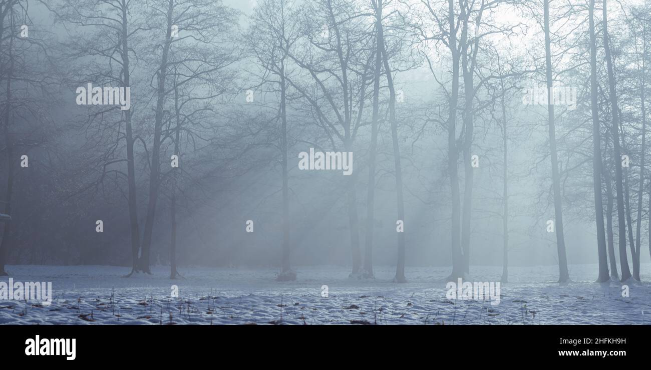Sun rays on trees hi-res stock photography and images - Alamy
