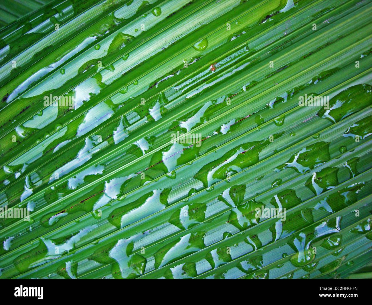 Palm grass leaf (Curculigo capitulata or Molineria capitulata) with water droplets Stock Photo