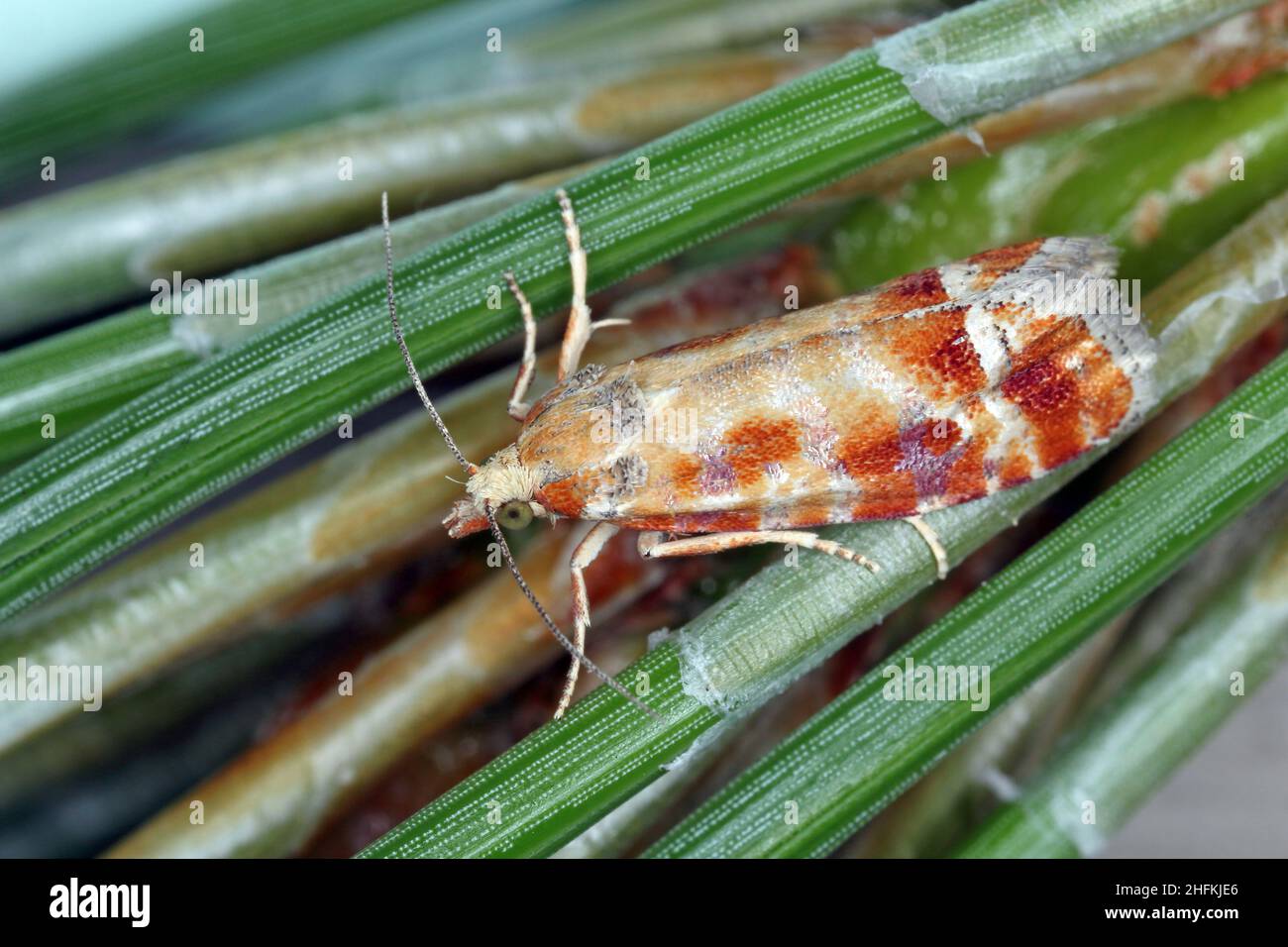 Rhyacionia buoliana, the pine shoot moth, is a moth of the family Tortricidae. The larvae feed on young pine shoots. It is a dangerous pest in forests Stock Photo