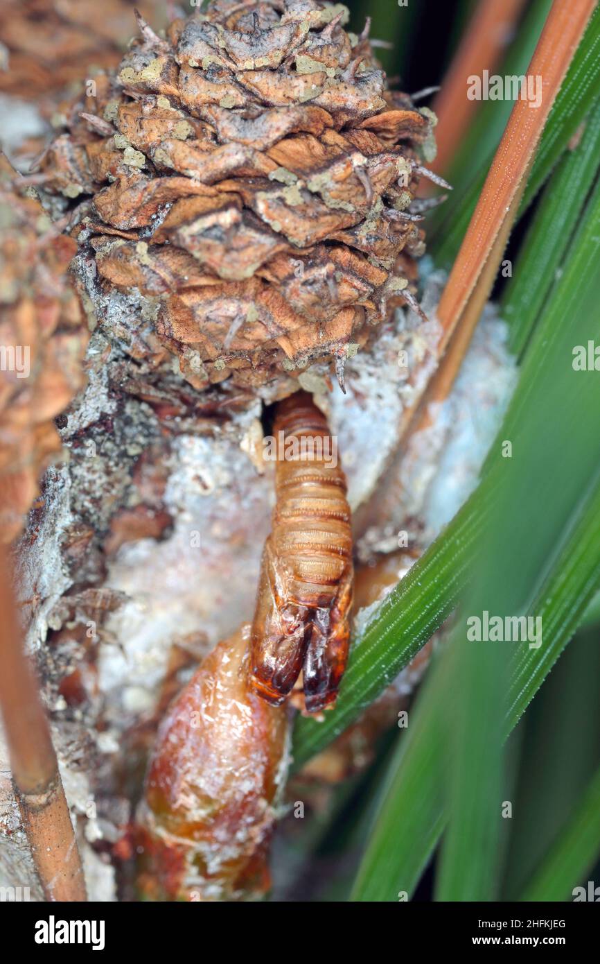 Exuviae of Rhyacionia buoliana, the pine shoot moth, is a moth of the family Tortricidae. The larvae feed on young pine shoots. It is a dangerous pest Stock Photo