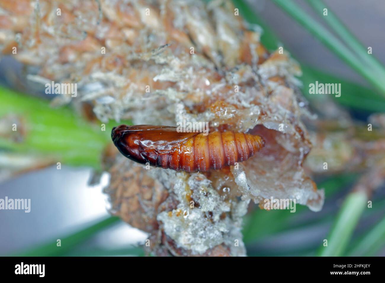 Pupa of Rhyacionia buoliana, the pine shoot moth, is a moth of the family Tortricidae. The larvae feed on young pine shoots. It is a dangerous pest. Stock Photo