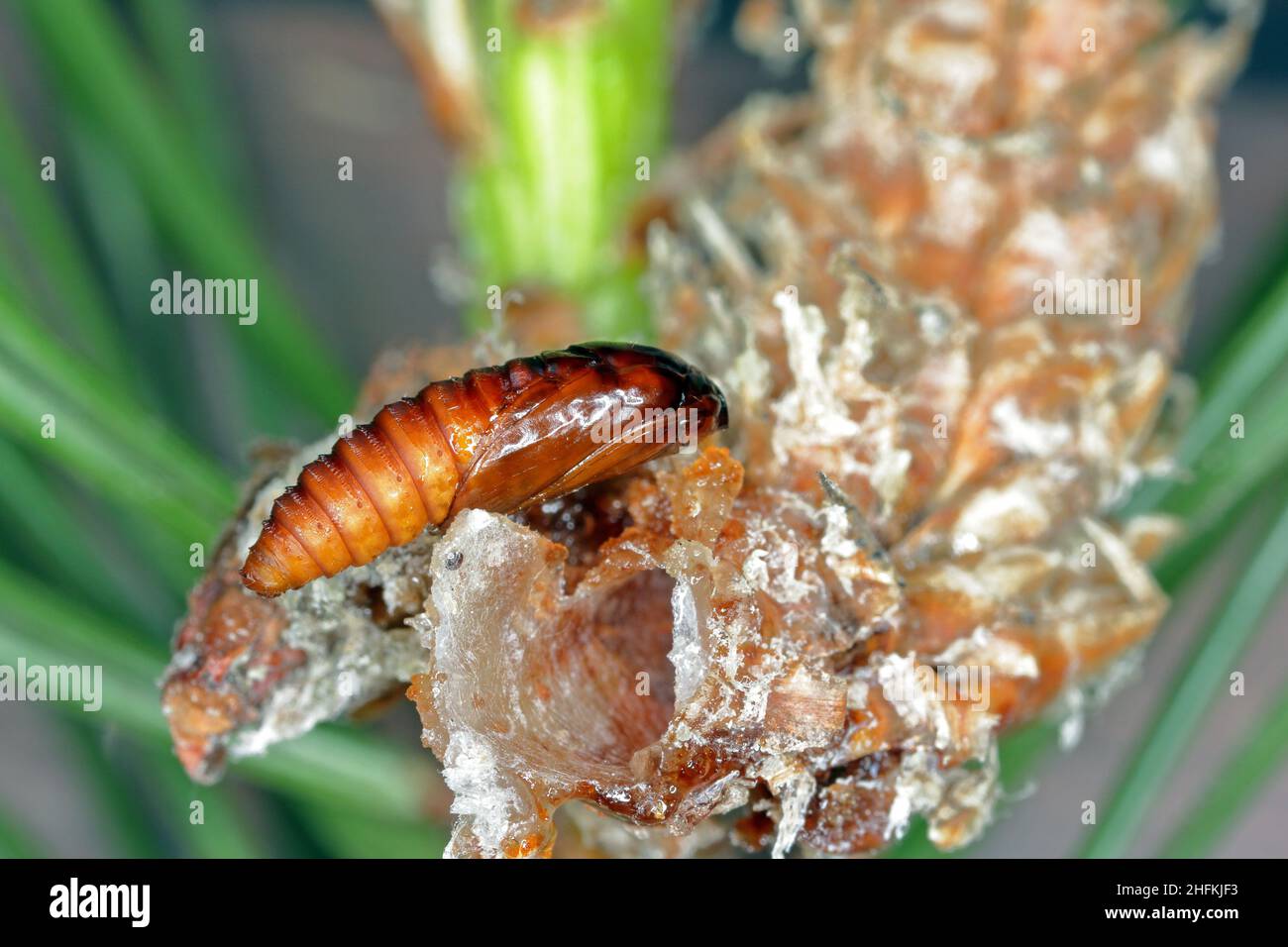 Pupa of Rhyacionia buoliana, the pine shoot moth, is a moth of the family Tortricidae. The larvae feed on young pine shoots. It is a dangerous pest. Stock Photo