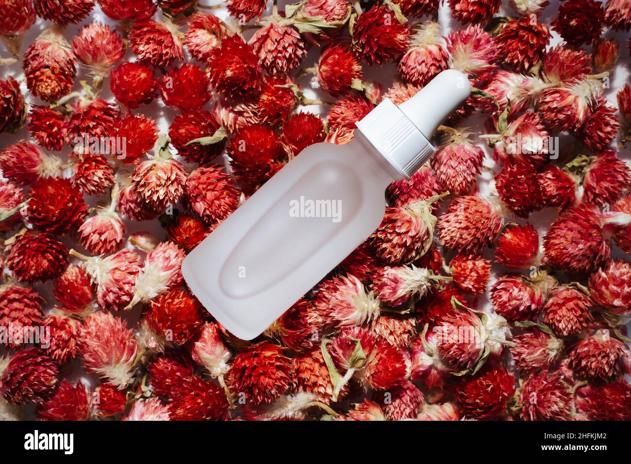Face serum in matte glass bottle with a dropper on red globe amaranths. Dried flowers cosmetics tea and medicine - antibacterial antioxidant and immun Stock Photo
