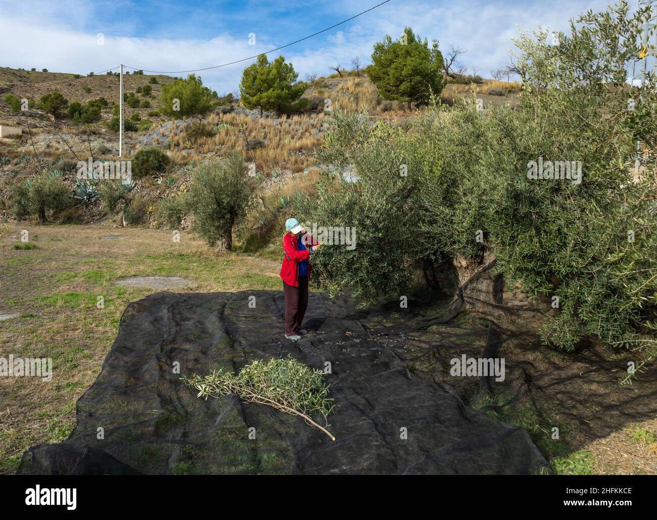 olive-trees-harvest-nets-in-hi-res-stock-photography-and-images-alamy