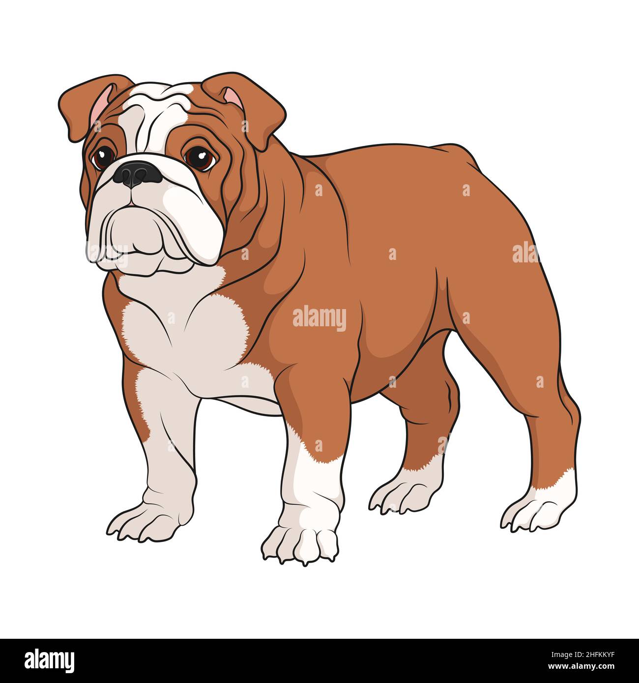 Color illustration of a white and brown english bulldog. Isolated vector object on white background. Stock Vector