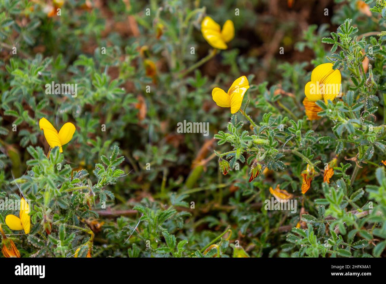 Ononis natrix, Yellow restharrow Plant in Flower Stock Photo