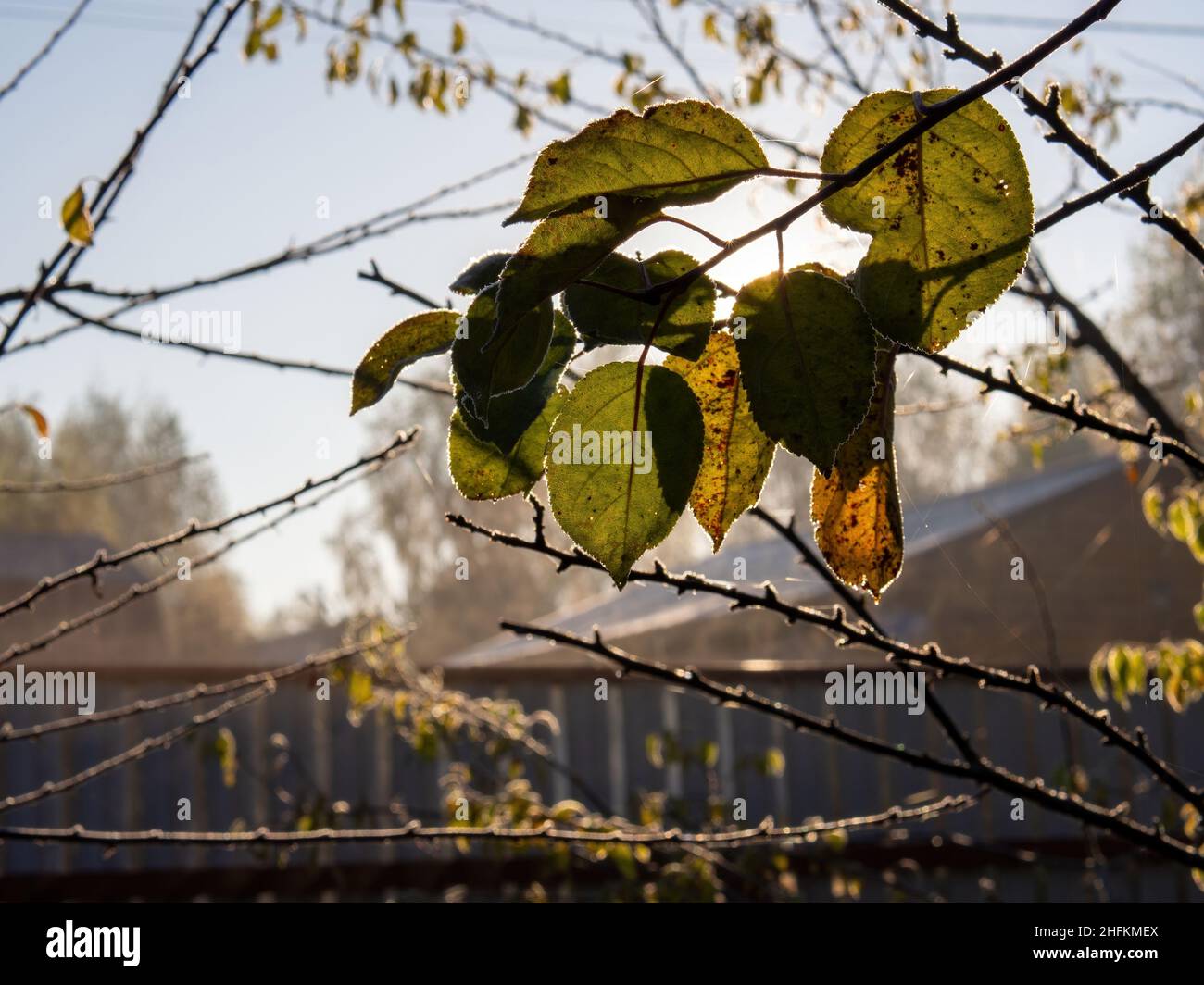 Yellow leaves on the tree hi-res stock photography and images - Alamy