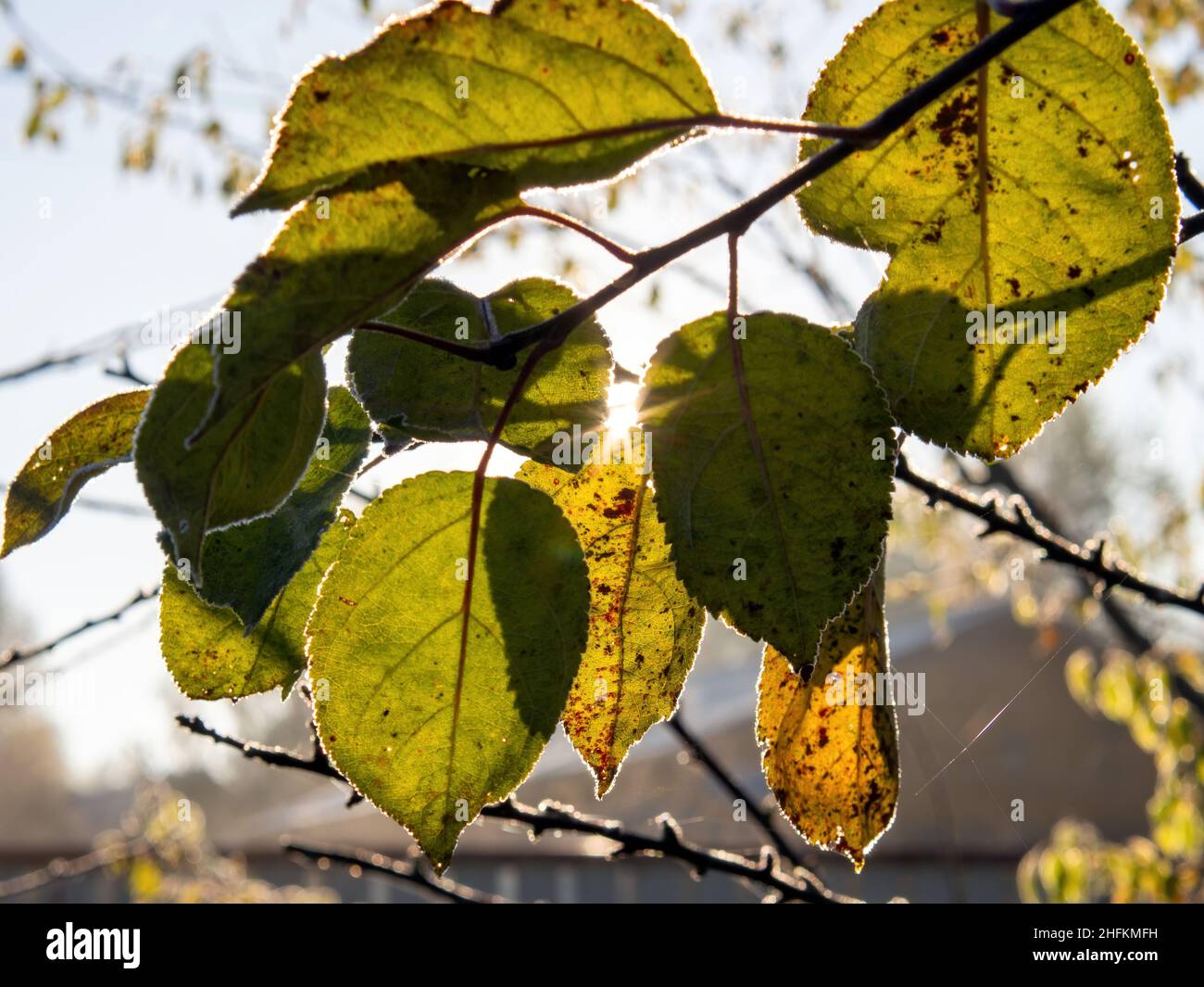 yellow leaves on a tree in the forest, in autumn Stock Photo