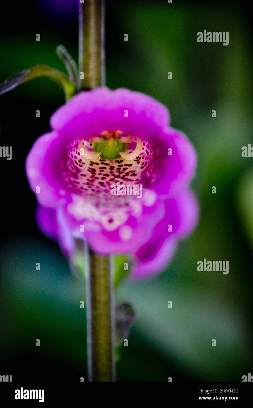 A close up image of a single pink Foxglove flower (Digitalis) growing in a garden in East Yorkshire, England Stock Photo