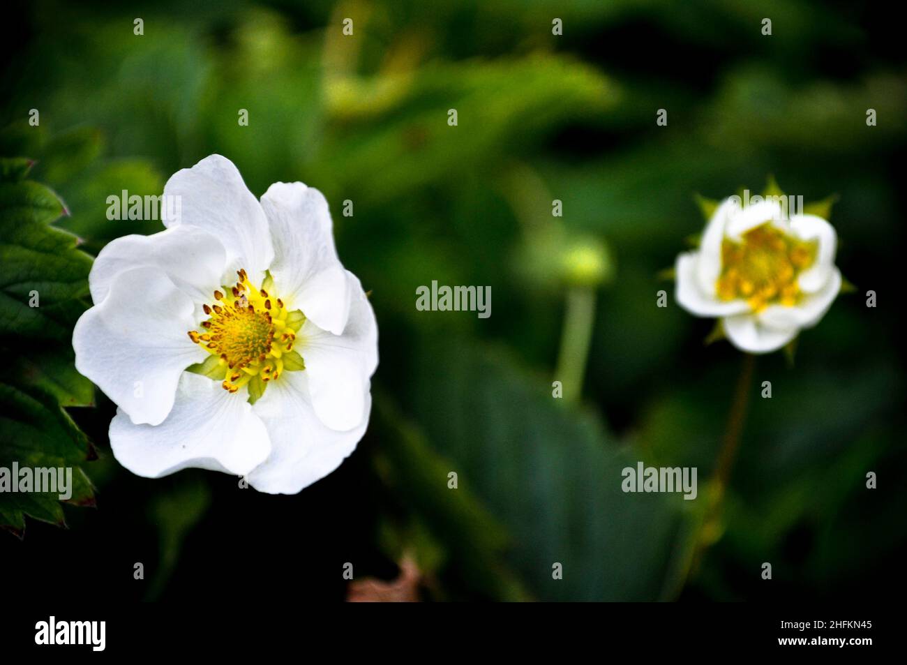 A close up of a cultivated strawberry flower with white petals. The background is of leaves and a second flower is blurred and just beginning to open Stock Photo