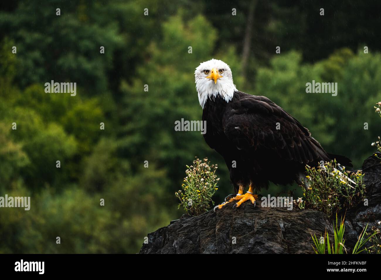 world-beautiful-birds-the-bald-eagle-facts-information-pictures