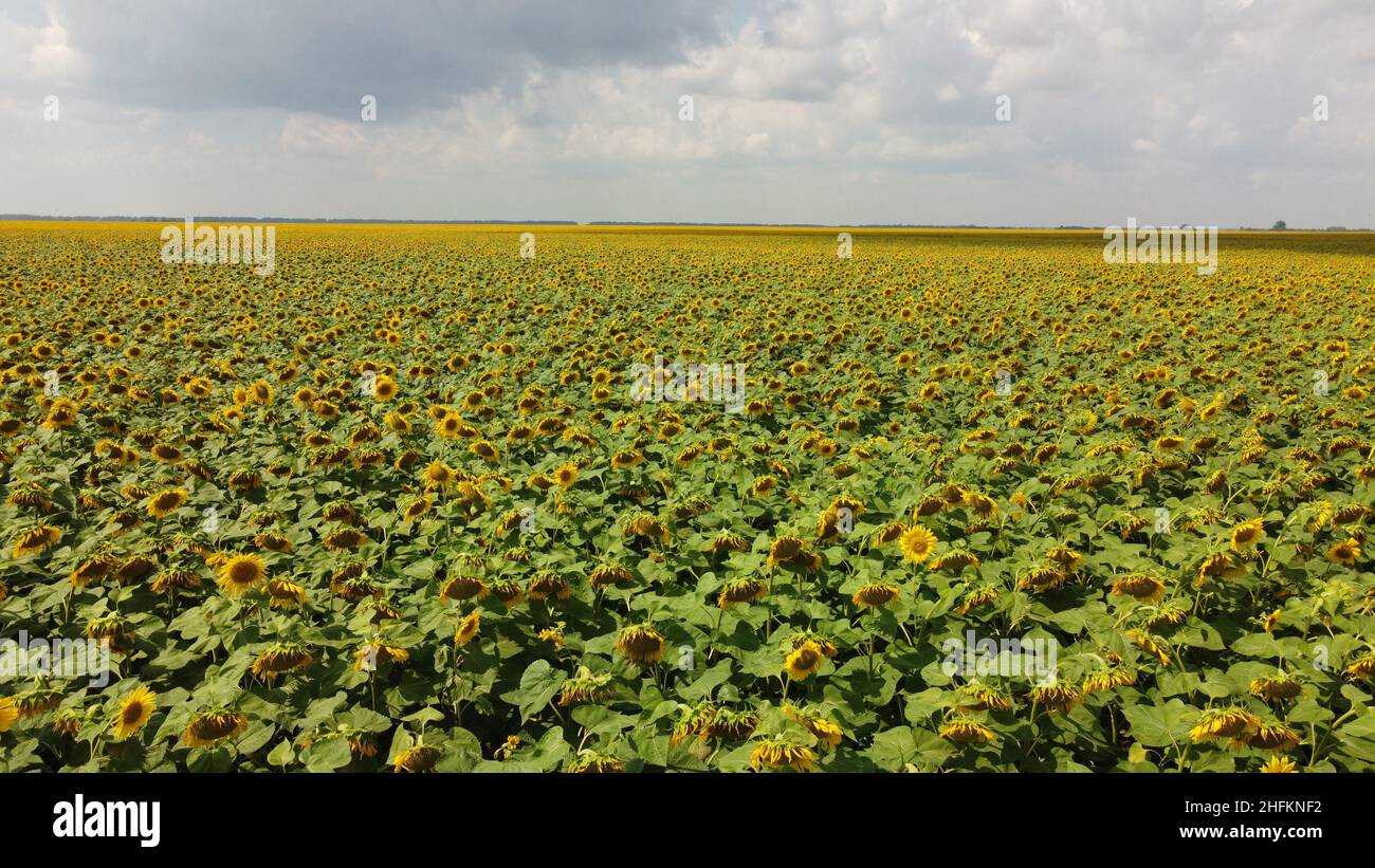 A field of sunflowers under a cloudy sky Stock Photo - Alamy