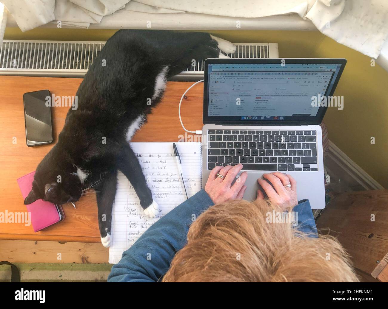 LONDON, UK. 17th Jan, 2022. A woman tries to work from home during the coronavirus pandemic while her cat lies on her desk. Today the government hinted restrictions may be lifted after its review on January 26. Photo date: Monday, January 17, 2022. Photo credit should read: Richard Gray/EMPICS Credit: Roger Garfield/Alamy Live News Stock Photo