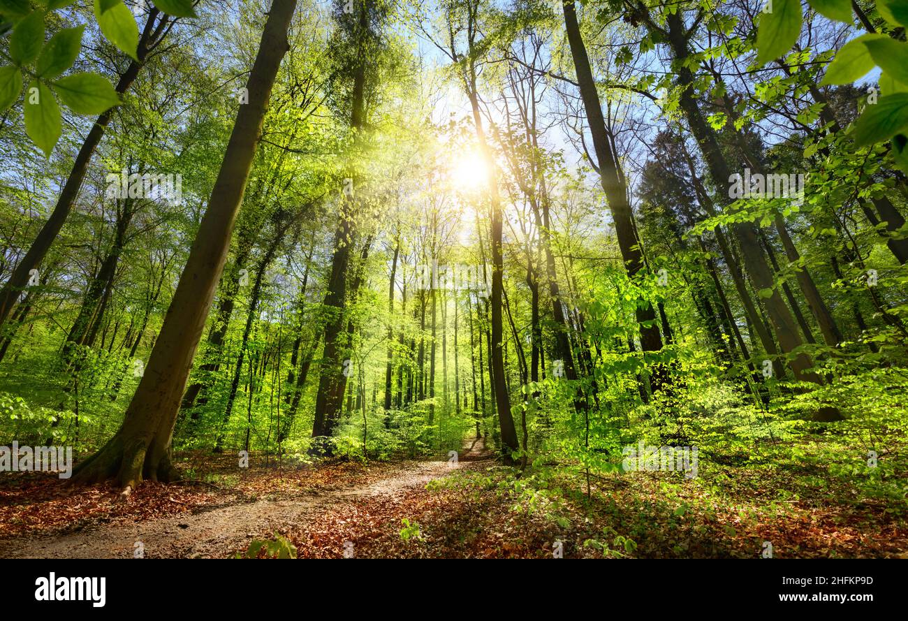 Green forest with blue sky and the sun shining bright and illuminating a path leading towards the light Stock Photo