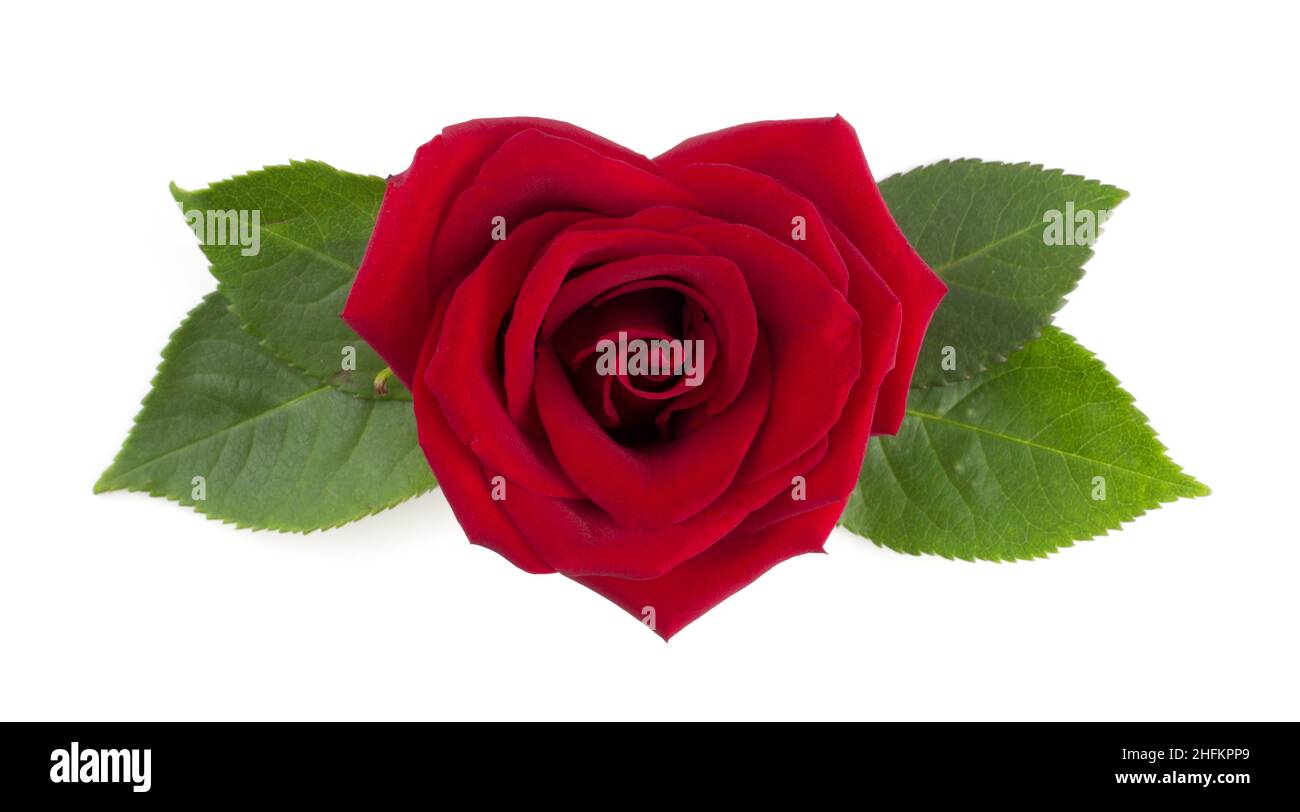Heart shaped red rose flower and leaves arrangement isolated on white ...