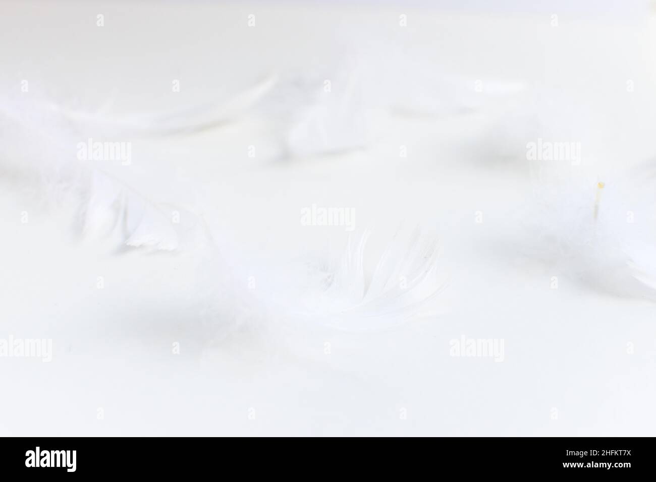 White feathers on a white background Stock Photo