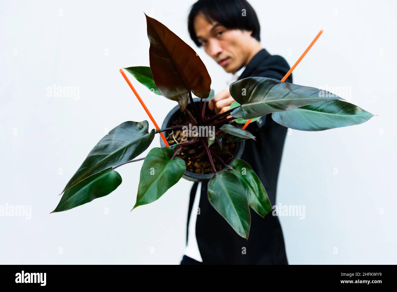 Closeup to Philodendron Majesty in the pot Stock Photo - Alamy