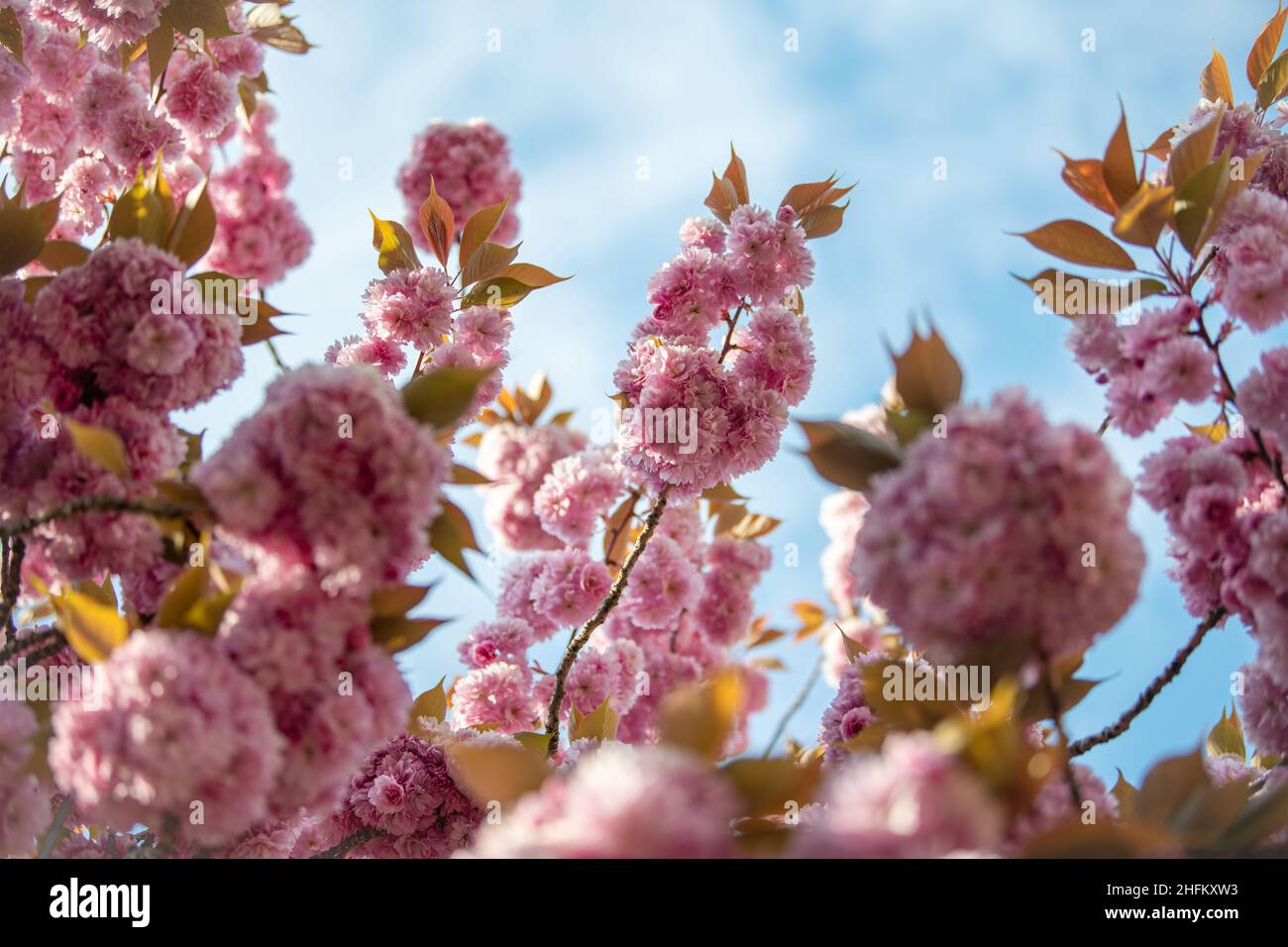 Spring pink cherry blossoms Sakura Stock Photo - Alamy