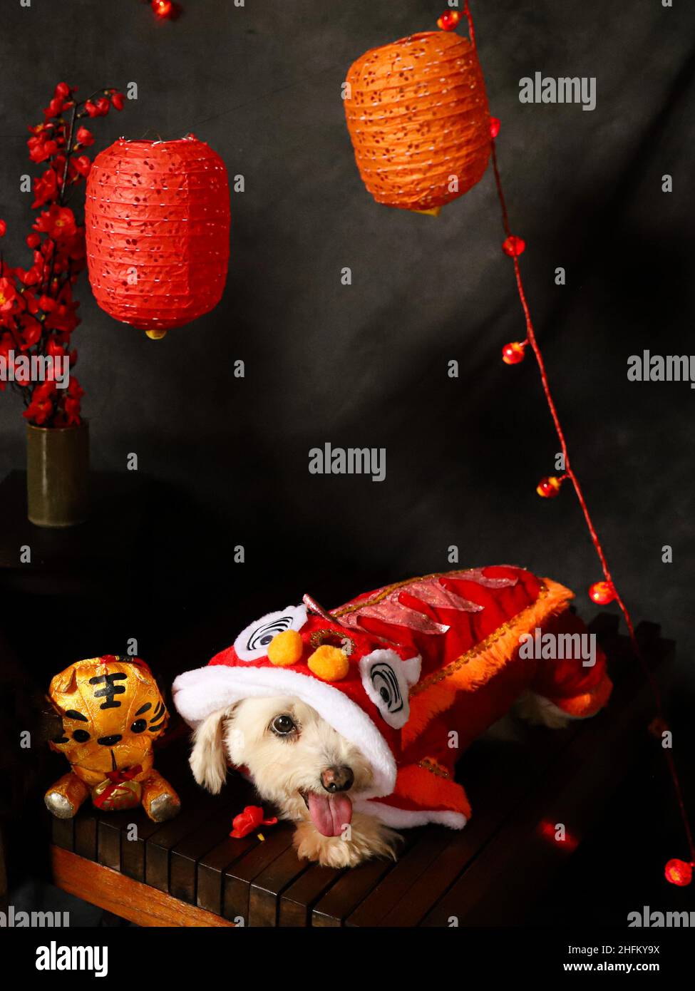 Maltese Dog in Chinese Lion Dance Costume for Chinese New Year Stock Photo