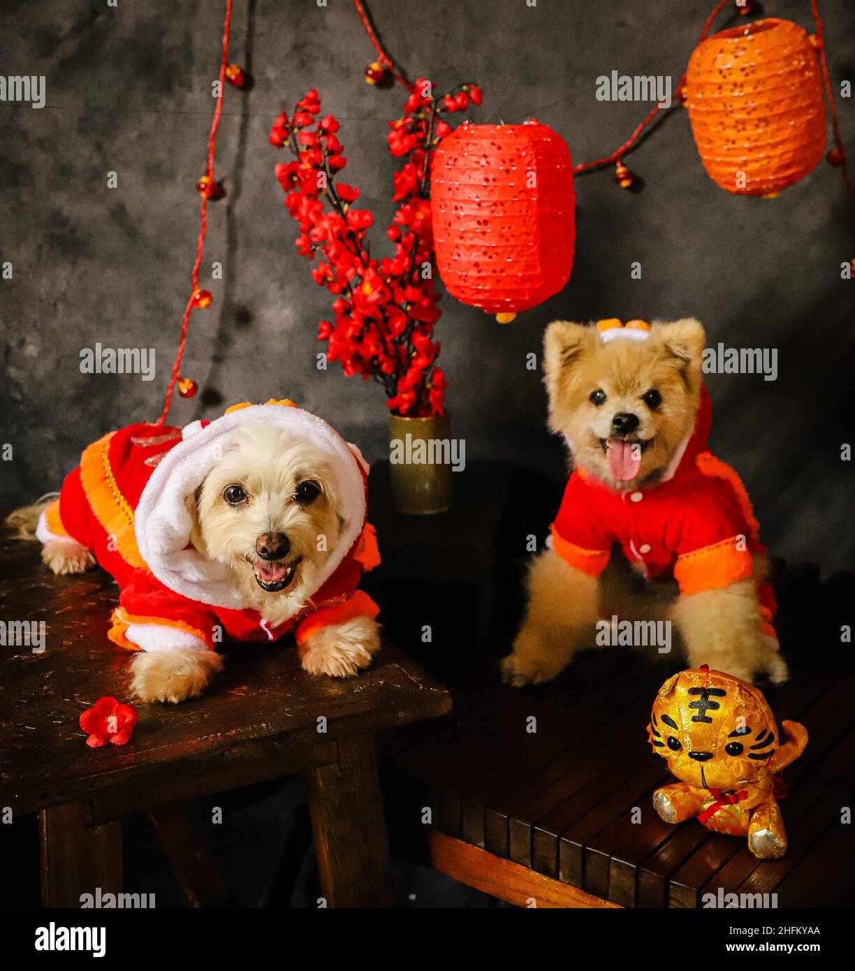 Two Dogs in Chinese Lion Dance Costumes for Chinese New Year Stock Photo