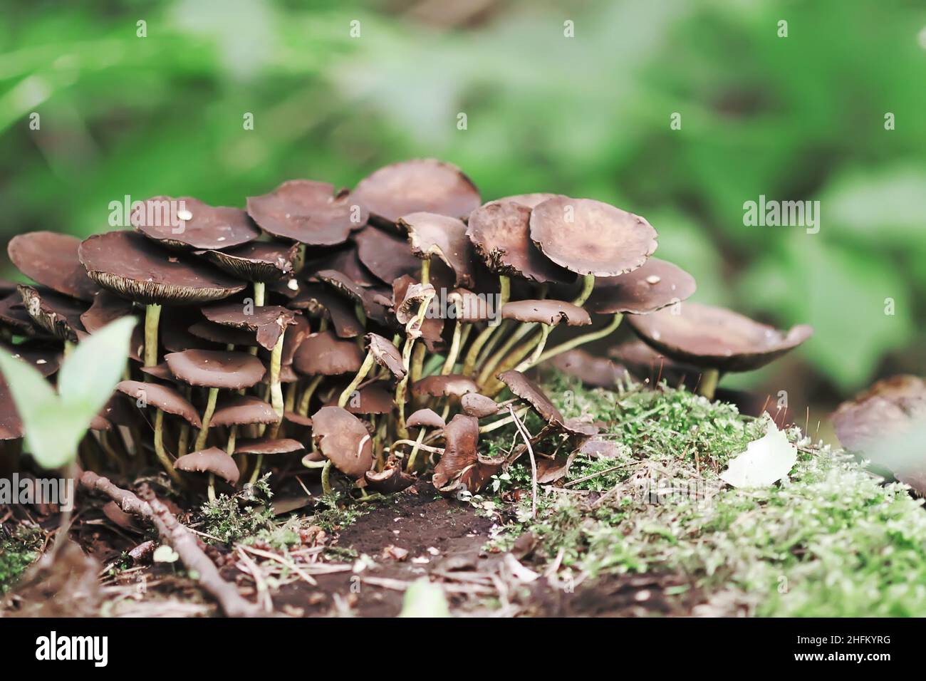 Forest mushrooms growing on tree stump with green moss Stock Photo - Alamy