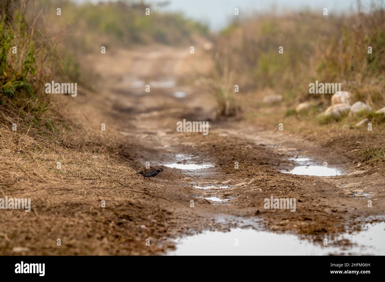 black francolin or Francolinus francolinus or black Partridge in middle of forest track during safari at grassland area of dhikala zone at jim corbett Stock Photo