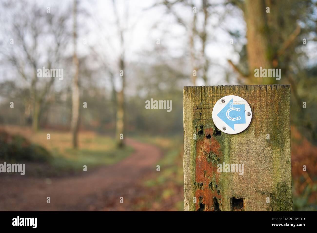 Close up of a public bridleway sign: a blue arrow with horseshoe on a woodland marker post, UK. Open to walkers, horse-riders & cyclists. Stock Photo