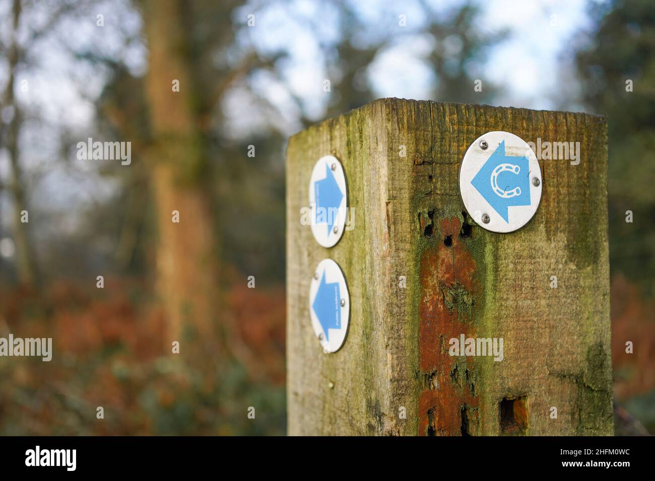Close up of a public bridleway sign: a blue arrow with horseshoe on a woodland marker post, UK. Open to walkers, horse-riders & cyclists. Stock Photo