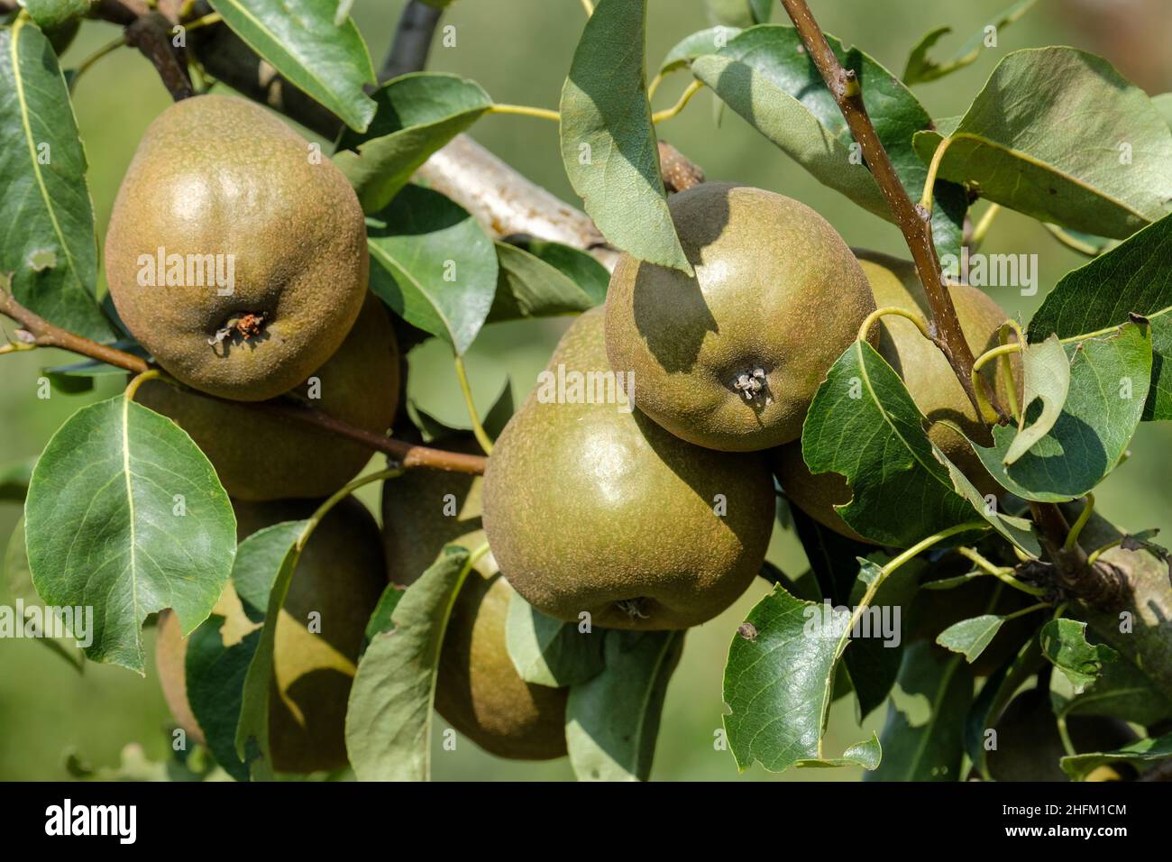 Pyrus communis 'Beurre Hardy', pear 'Beurre Hardy'. Ripe fruit growing on a tree Stock Photo