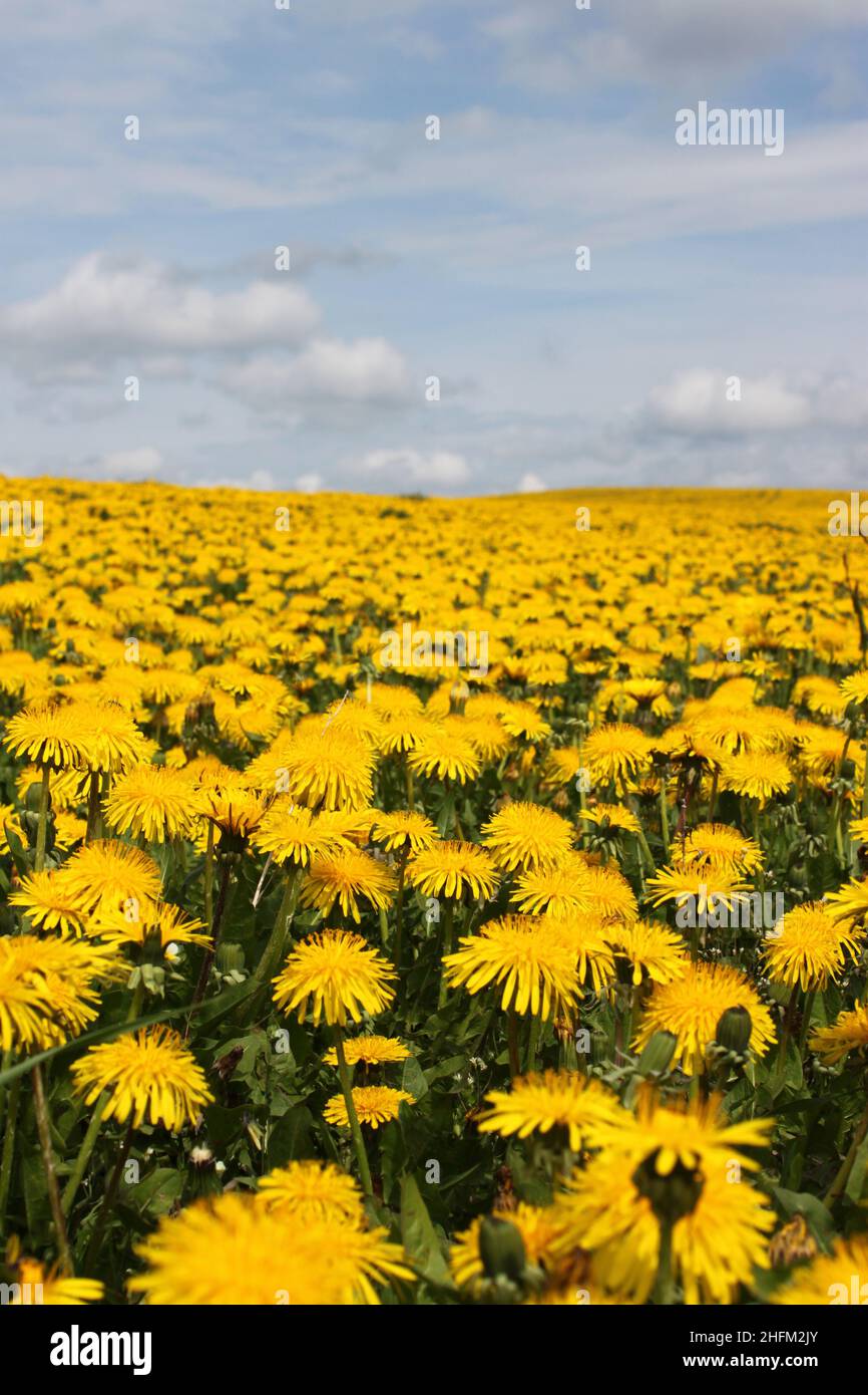 The beautiful large field full of yellow dandelions during the hot summer day. Stock Photo