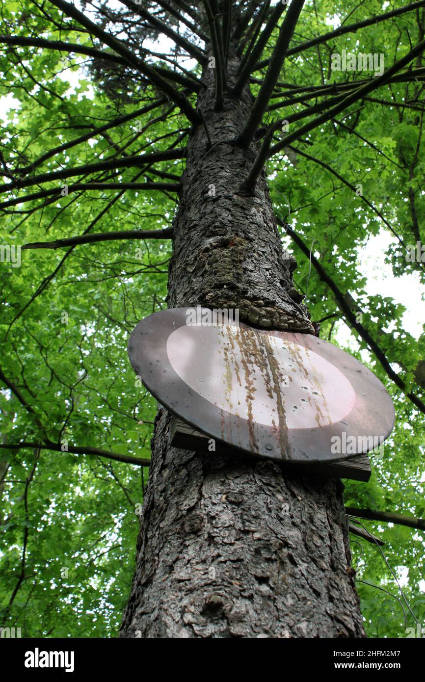 The old traffic sign ingrown into the tree trunk. Faded and covered with resin. Stock Photo