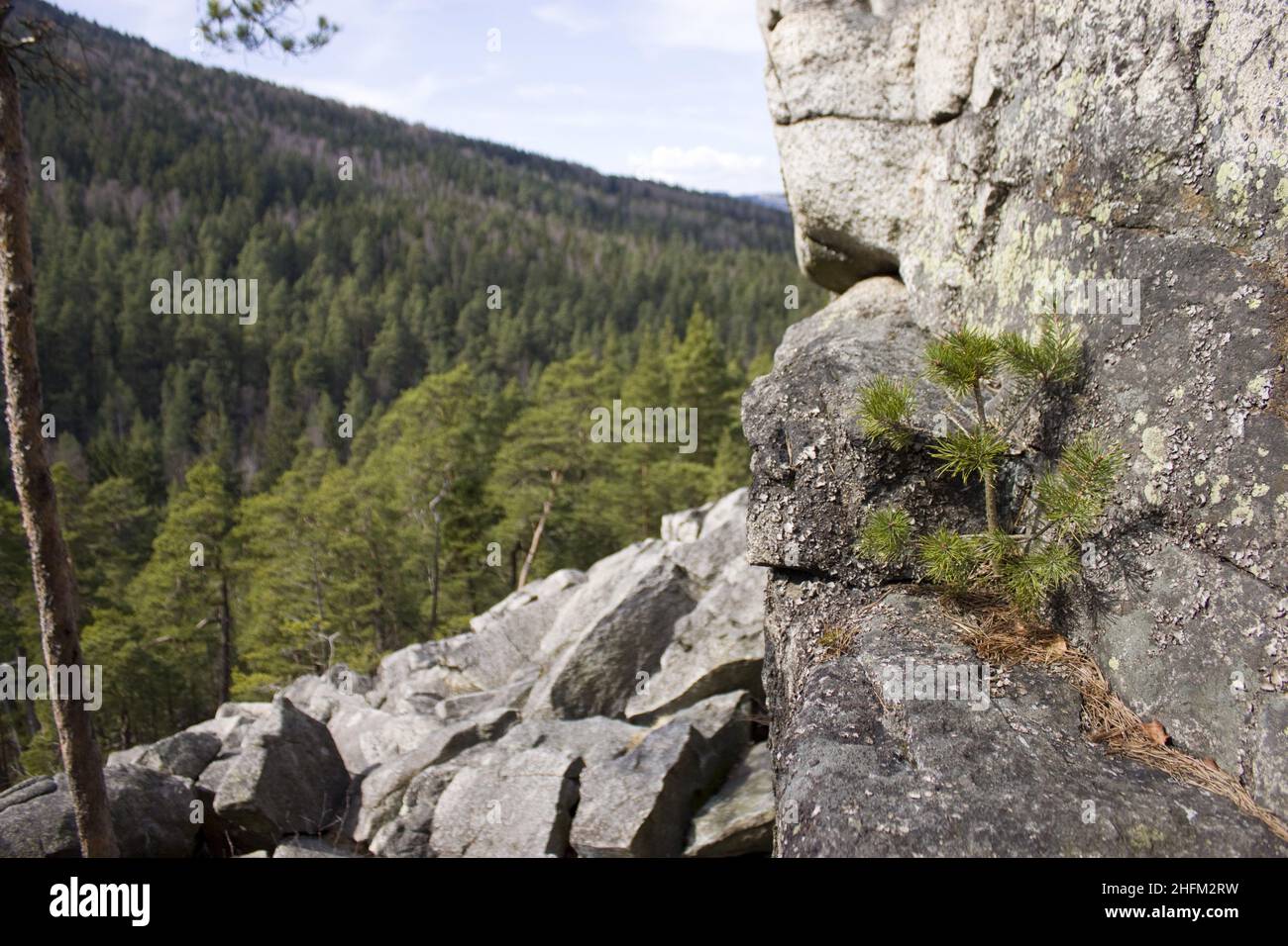 The big boulder or block field full of stones and rocks in Czech Republic called 'Čertova stěna' (Devil wall). Stock Photo