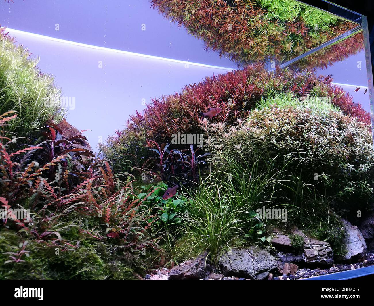 Aquascape aquarium with various freshwater plants. Green and red freshwater plants. Stock Photo