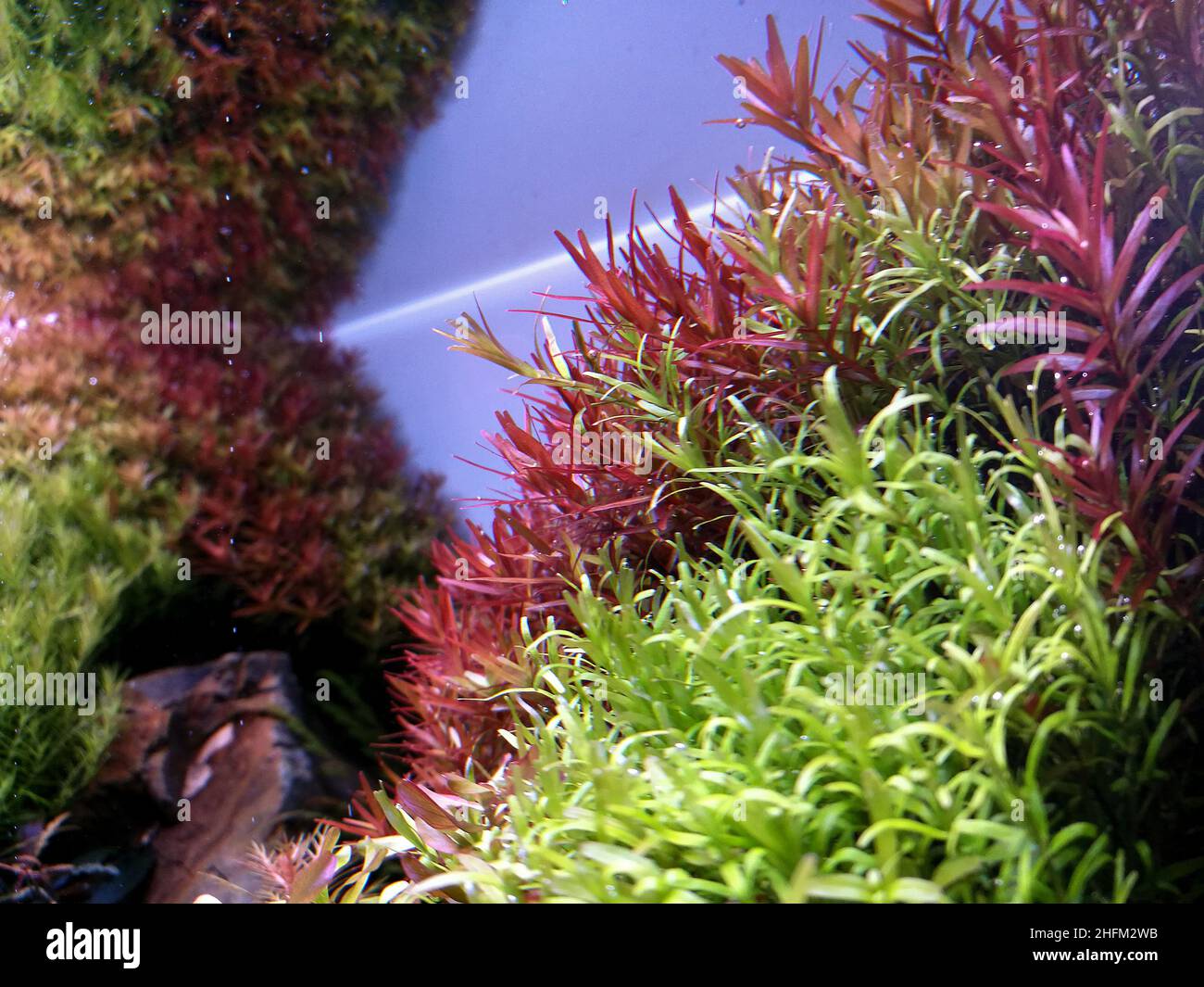 Rotala in the planted aquarium. Various green and red freshwater stem plants. Aquascape side view. Stock Photo