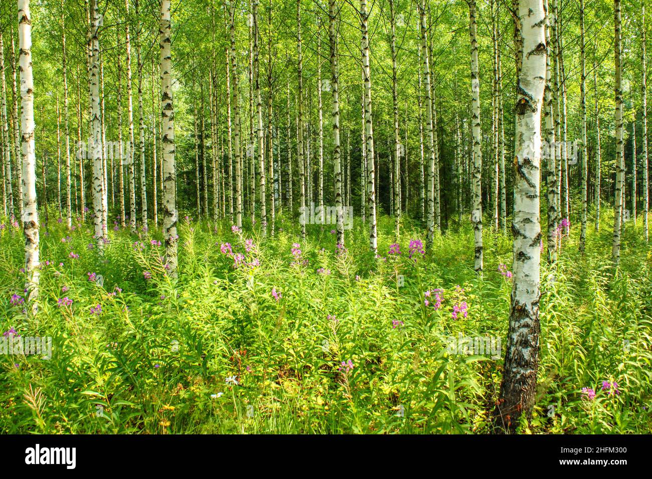 The beautiful nordic birch forest with fresh green grass and leaves. The detail of many black and white trunks during the sunny summer day. Stock Photo