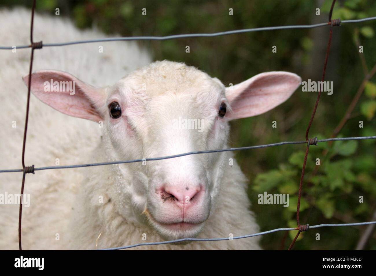 The detail of the face of the sheep behind the fence. Looking stupid with popped eyes. Stock Photo