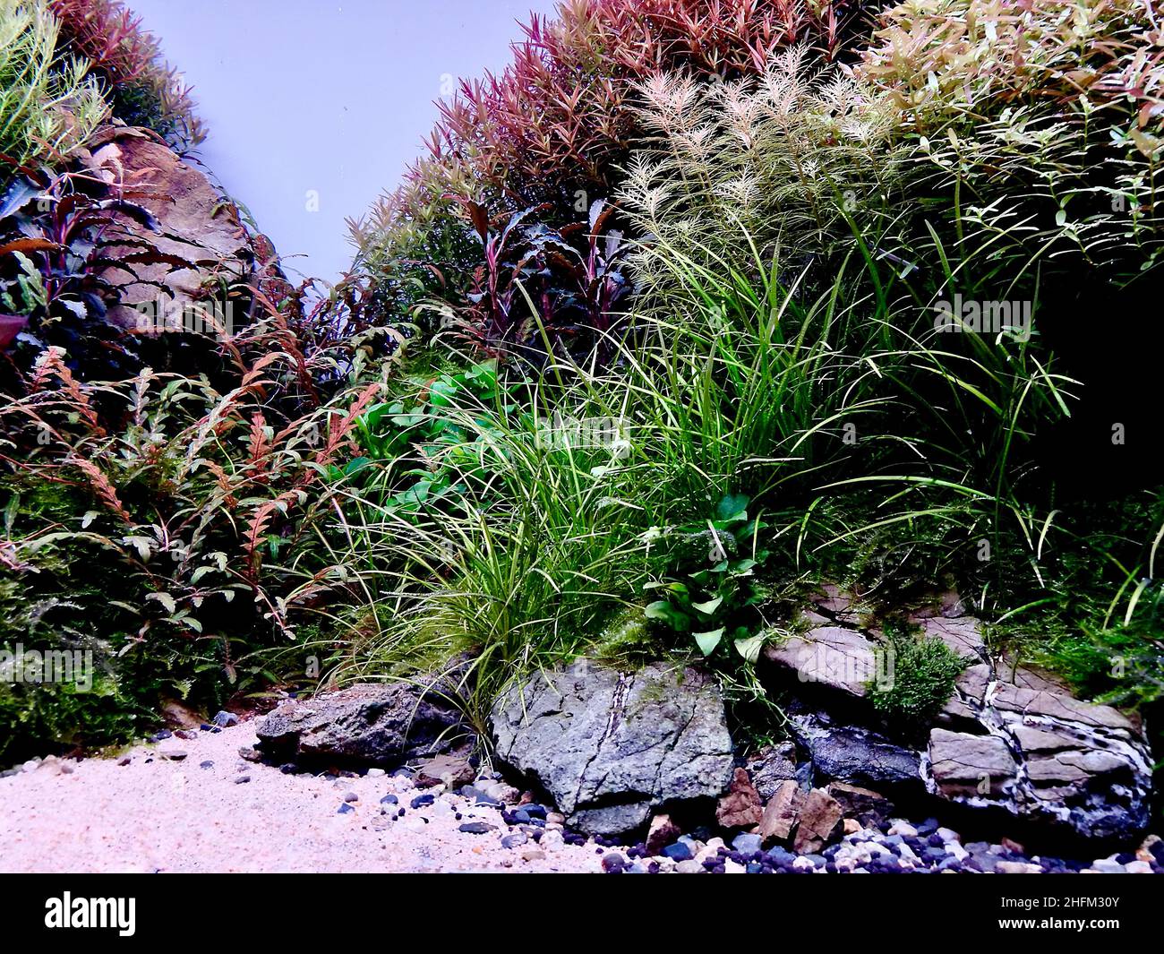 Aquascape aquarium with various freshwater plants. Green and red freshwater plants. Stock Photo