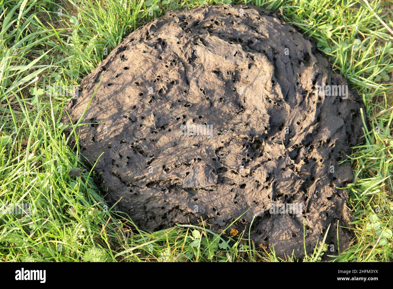 The detail of the big cow excrement lying in the grass on the green field. Stock Photo