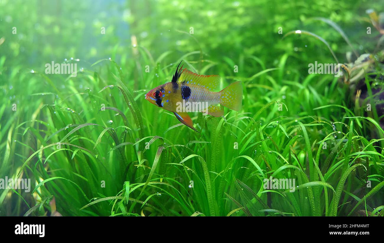 Apistogramma ramirezi fish in the planted aquarium. Blyxa japonica on the background. Stock Photo