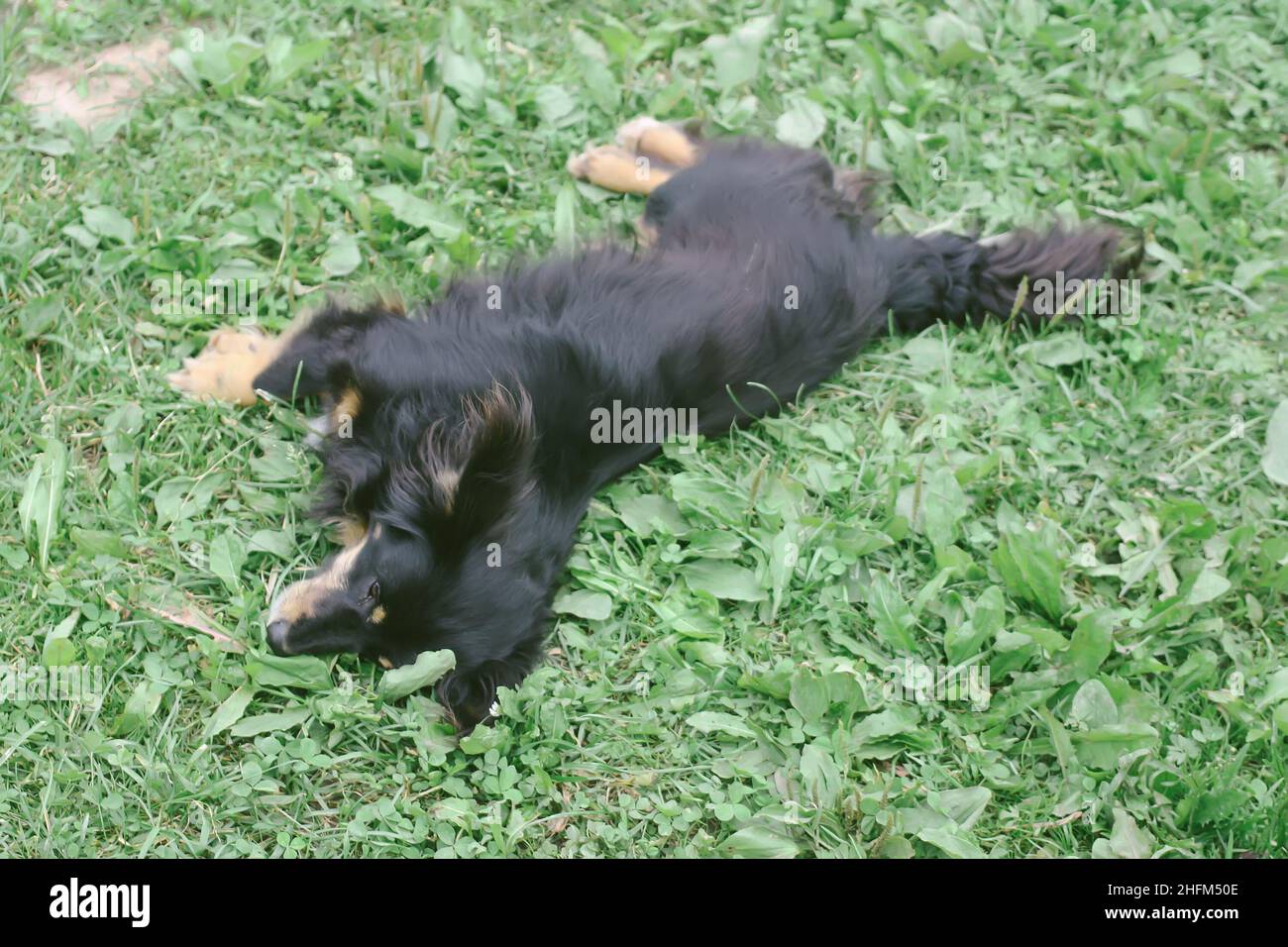 Black dog lying on the green grass background Stock Photo - Alamy