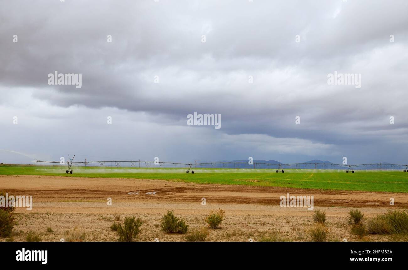 Modern automated agriculture system with large irrigation sprinklers spraying water over lush crops Stock Photo