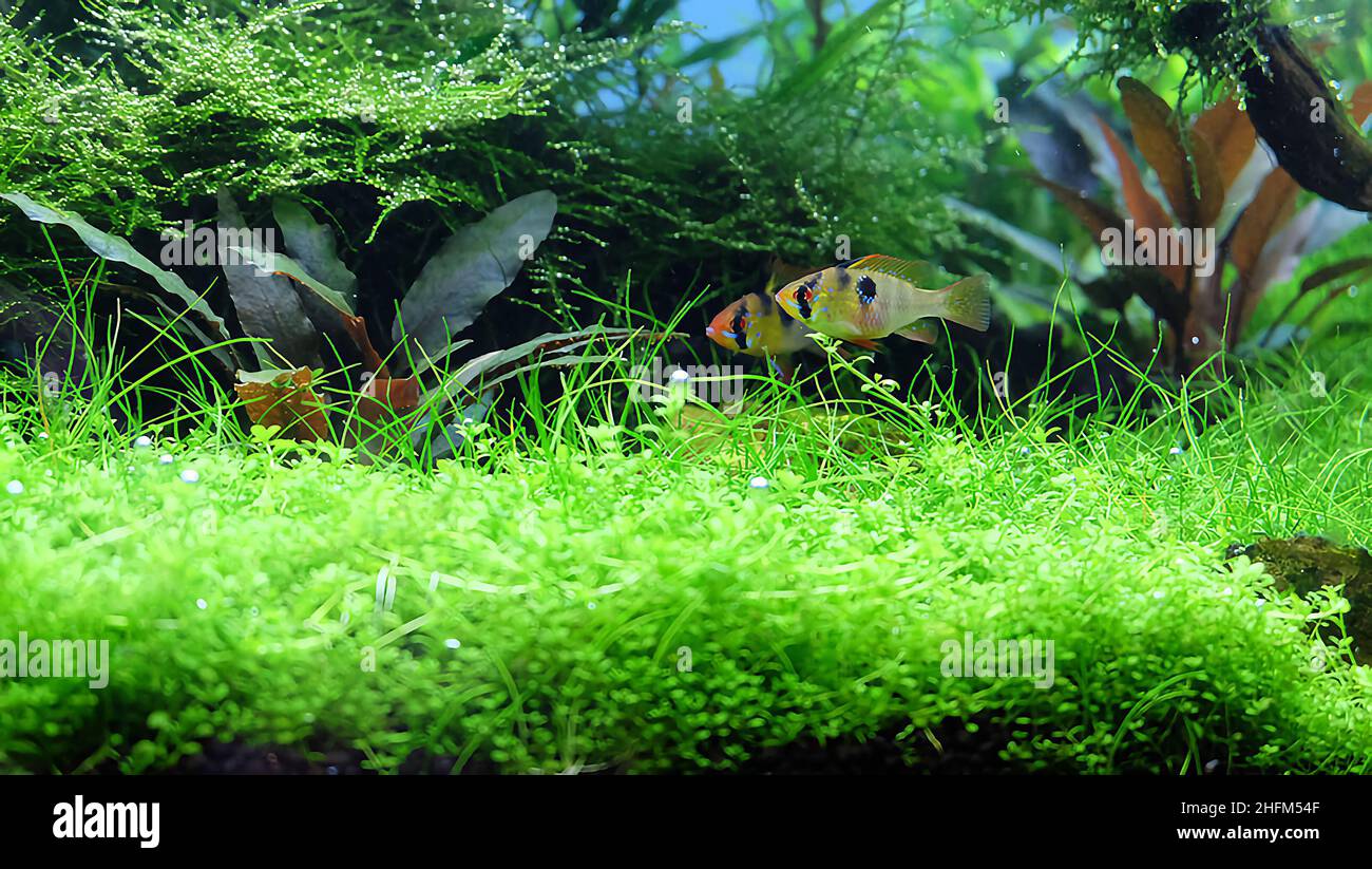 A pair of apistogramma ramirezi fish in the planted aquarium. Aquascape with many tropical plants. Stock Photo