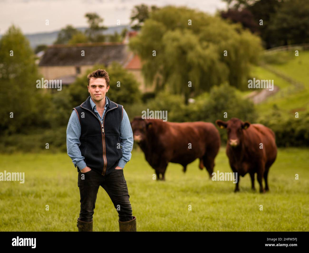 Ruby cattle hi-res stock photography and images - Alamy