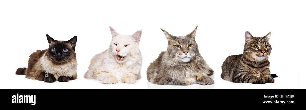 Set made of portraits of cats different breeds on white studio ...