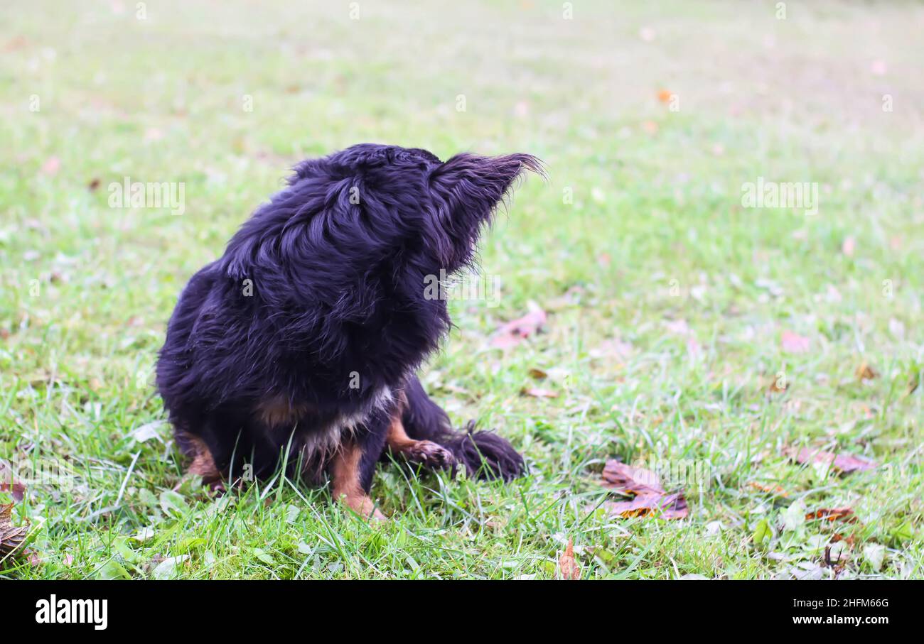 Young purebred dog outdoors in the grass on a sunny autumn day Stock ...