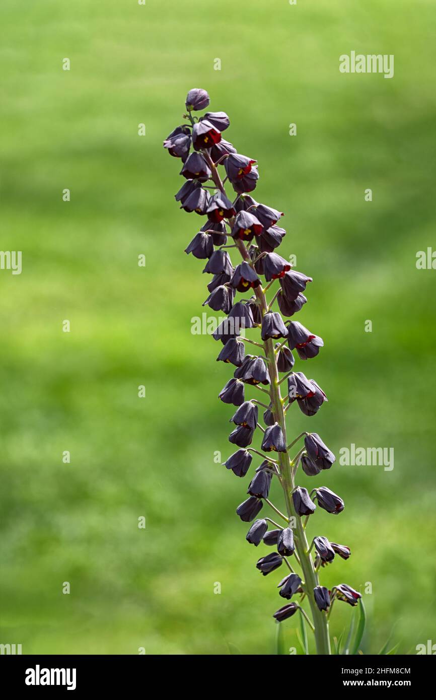Closeup of Persian lily (Pritillaria persica) against diffused green background Stock Photo